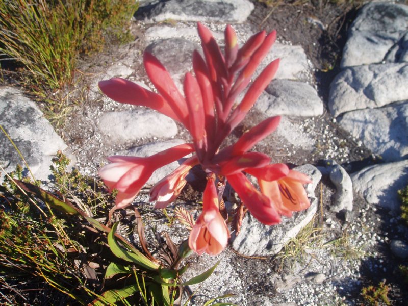 KeHa_in_South_Africa - 244